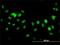 Lysine Demethylase 2B antibody, H00084678-M09, Novus Biologicals, Immunofluorescence image 