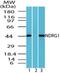 N-Myc Downstream Regulated 1 antibody, PA5-23230, Invitrogen Antibodies, Western Blot image 