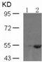 SMAD Family Member 1 antibody, TA323504, Origene, Western Blot image 