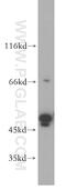 TRNA Methyltransferase 5 antibody, 18255-1-AP, Proteintech Group, Western Blot image 