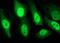 SEC14 And Spectrin Domain Containing 1 antibody, MA5-26232, Invitrogen Antibodies, Immunocytochemistry image 