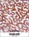 IHH antibody, 58-107, ProSci, Immunohistochemistry frozen image 