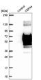Centrosomal Protein 44 antibody, HPA041515, Atlas Antibodies, Western Blot image 