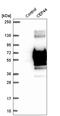 CEP44 antibody, HPA041515, Atlas Antibodies, Western Blot image 