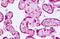 Transcription Factor 7 Like 2 antibody, MBS244944, MyBioSource, Immunohistochemistry paraffin image 
