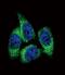 Cytochrome P450 Family 17 Subfamily A Member 1 antibody, PA5-15044, Invitrogen Antibodies, Immunofluorescence image 