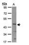 Basic Helix-Loop-Helix Family Member E40 antibody, PA5-22043, Invitrogen Antibodies, Western Blot image 