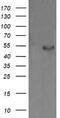 Protein Disulfide Isomerase Family A Member 3 antibody, M01464-2, Boster Biological Technology, Western Blot image 