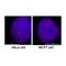 RNA polymerase II subunit B1 CTD phosphatase Rpap2 antibody, IQ287, Immuquest, Flow Cytometry image 