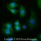 Autophagy Related 9A antibody, NB110-56893, Novus Biologicals, Immunocytochemistry image 