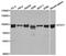 Signal transducer and activator of transcription 1 antibody, orb49089, Biorbyt, Western Blot image 
