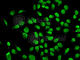 DNA Methyltransferase 1 antibody, A5495, ABclonal Technology, Immunofluorescence image 