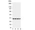 Aquaporin 5 antibody, R30630, NSJ Bioreagents, Western Blot image 