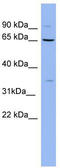 Zinc Finger With KRAB And SCAN Domains 8 antibody, TA339122, Origene, Western Blot image 