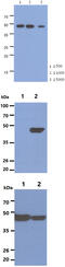 Enolase 2 antibody, MBS200258, MyBioSource, Western Blot image 