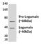 Legumain antibody, GTX53080, GeneTex, Western Blot image 