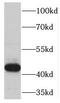 TSPY Like 4 antibody, FNab09069, FineTest, Western Blot image 