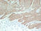 Calponin 1 antibody, LS-C744456, Lifespan Biosciences, Immunohistochemistry paraffin image 