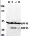 DNA Fragmentation Factor Subunit Alpha antibody, orb88716, Biorbyt, Western Blot image 