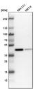 BMI1 Proto-Oncogene, Polycomb Ring Finger antibody, HPA030472, Atlas Antibodies, Western Blot image 