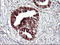 Thioredoxin-related transmembrane protein 1 antibody, LS-C338340, Lifespan Biosciences, Immunohistochemistry paraffin image 