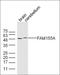 Ubiquitin Like With PHD And Ring Finger Domains 1 antibody, orb2178, Biorbyt, Western Blot image 