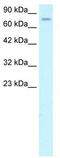 Zinc Finger With KRAB And SCAN Domains 5 antibody, TA329411, Origene, Western Blot image 