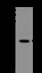 Mitochondrial Calcium Uniporter antibody, 208742-T36, Sino Biological, Western Blot image 