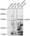 HECT And RLD Domain Containing E3 Ubiquitin Protein Ligase 5 antibody, 15-776, ProSci, Western Blot image 