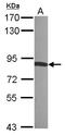 RDX antibody, LS-B10802, Lifespan Biosciences, Western Blot image 