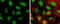 Tet Methylcytosine Dioxygenase 3 antibody, GTX121453, GeneTex, Immunofluorescence image 