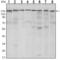 SET Domain Bifurcated Histone Lysine Methyltransferase 1 antibody, abx015983, Abbexa, Western Blot image 