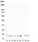 CPN10 antibody, R30887, NSJ Bioreagents, Western Blot image 