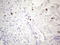 c-Kit antibody, LS-C794501, Lifespan Biosciences, Immunohistochemistry paraffin image 