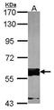 Fas-activated serine/threonine kinase antibody, PA5-21449, Invitrogen Antibodies, Western Blot image 