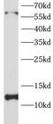 Protein translation factor SUI1 homolog antibody, FNab02683, FineTest, Western Blot image 