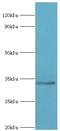 RAD1 Checkpoint DNA Exonuclease antibody, MBS1493923, MyBioSource, Western Blot image 