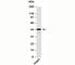 STE20 Related Adaptor Beta antibody, N1046-100UG, NSJ Bioreagents, Western Blot image 