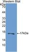 Carbonic Anhydrase 5B antibody, LS-C297109, Lifespan Biosciences, Western Blot image 