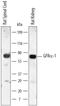 GDNF Family Receptor Alpha 1 antibody, MAB560, R&D Systems, Western Blot image 