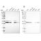 Glyoxalase Domain Containing 4 antibody, PA5-54732, Invitrogen Antibodies, Western Blot image 