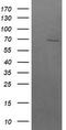 Beta-Transducin Repeat Containing E3 Ubiquitin Protein Ligase antibody, TA502465, Origene, Western Blot image 