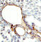 CD34 antibody, AF4117, R&D Systems, Immunohistochemistry frozen image 