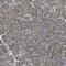Interferon Regulatory Factor 3 antibody, HPA004895, Atlas Antibodies, Immunohistochemistry frozen image 