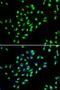 Mucin 16, Cell Surface Associated antibody, orb10214, Biorbyt, Immunocytochemistry image 
