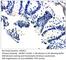 Vitamin K Epoxide Reductase Complex Subunit 1 antibody, VKORC1-101AP, FabGennix, Immunohistochemistry frozen image 