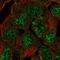 Class B basic helix-loop-helix protein 42 antibody, HPA062465, Atlas Antibodies, Immunofluorescence image 