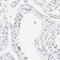 Actin Related Protein T1 antibody, HPA003119, Atlas Antibodies, Immunohistochemistry paraffin image 