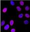 Nucleoporin 153 antibody, NB100-93329, Novus Biologicals, Immunocytochemistry image 