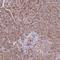 Rho GTPase Activating Protein 35 antibody, NBP2-49229, Novus Biologicals, Immunohistochemistry frozen image 